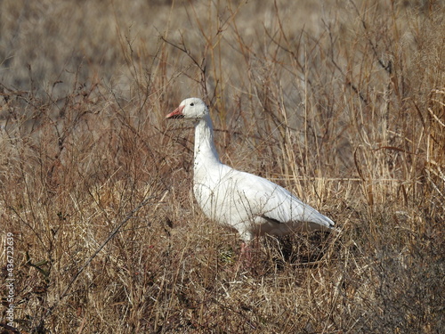 A snow goose hidden within the thick foliage in the Blackwater National Wildlife Refuge in Dorchester County, Maryland. photo