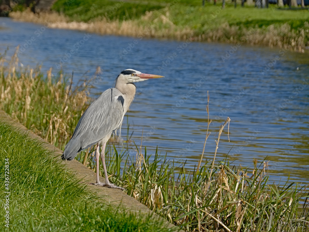 Fototapeta premium Grey heron standing on the green borders of a canal in Dublin, side view, selective focus 