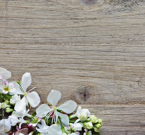 Lilac, gaura and hydrangea flowers on wooden background with room for text photo