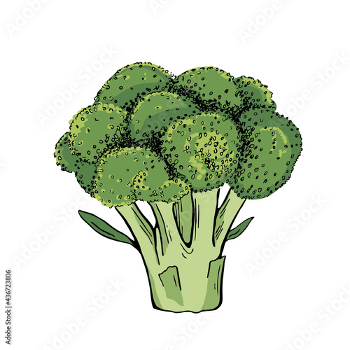 Fresh broccoli isolated on white background. Hand drawing sketch. Vector illustration