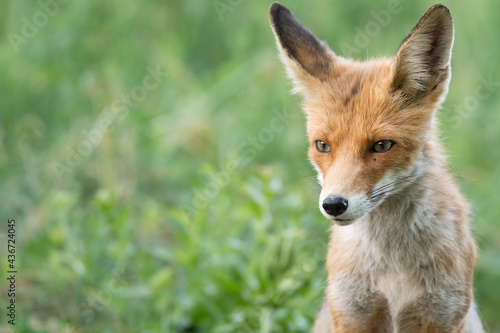 Head of a red fox Vulpes vulpes on a green background © Tatiana