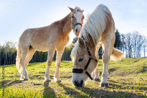 Obraz na płótnie The pair of the haflinger horse on a spring pasture in backlight.
