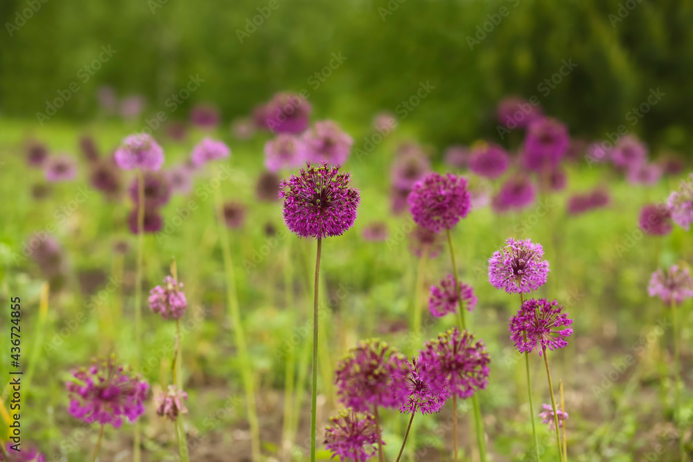 Field of violet echinops or globe thistles Field of violet echinops or globe thistles