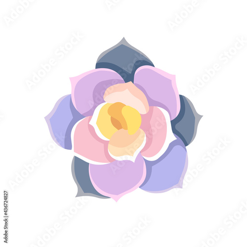 Purple oil-painted Echeveria Lola on white isolated background, vector Succulent Stone Rose or Echeveria in Flat design style, concept of Indoor Succulents, Potted plants, Window Gardening.