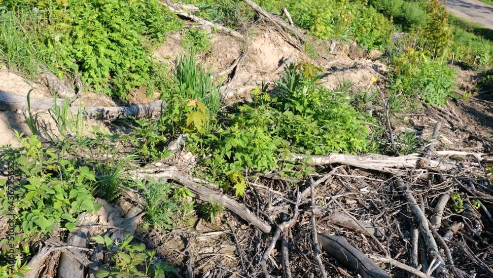 Deforestation, tree foresty exploitation, stumps, logs Deforestation, tree foresty exploitation, stumps, logs