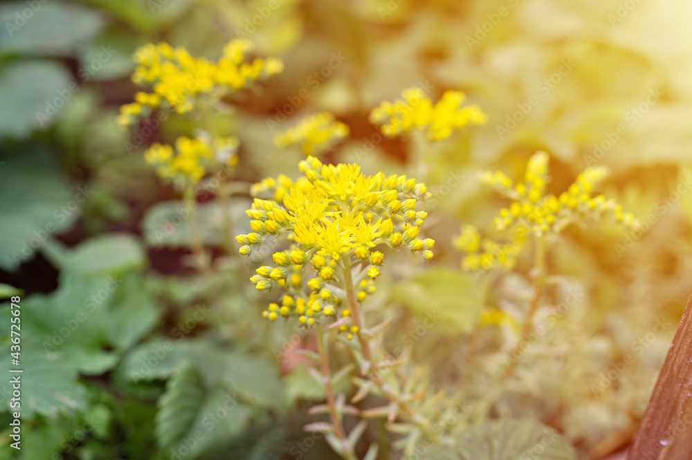 yellow sedum reflexum or sedum rupestre flower in full bloom on a background of green leaves and grass in the floral garden on a summer day. flare yellow sedum reflexum or sedum rupestre flower in full bloom on a background of green leaves and grass in the floral garden on a summer day. flare