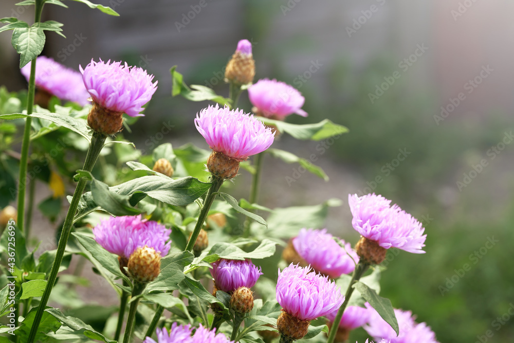 Close-up Blooming Purple Cornflowers (Centaurea cyanus) on green Background Close-up Blooming Purple Cornflowers (Centaurea cyanus) on green Background
