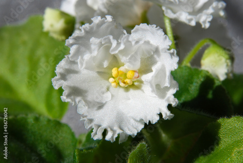 Delicate flower of senpolia photo