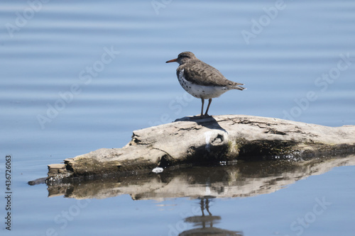Spotted sandpiper on stick in water on beautiful sunny early summer day  © Janet