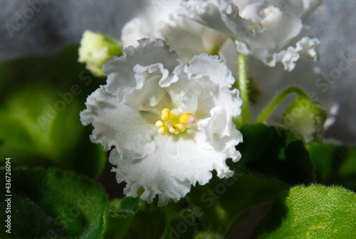 White flower of Senpolia photo