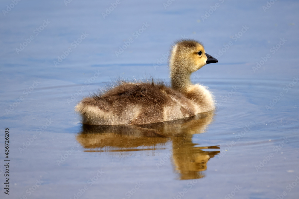 Canada Goose gosling swimming and having a drink of water in the marsh on a beautiful spring sunny day
