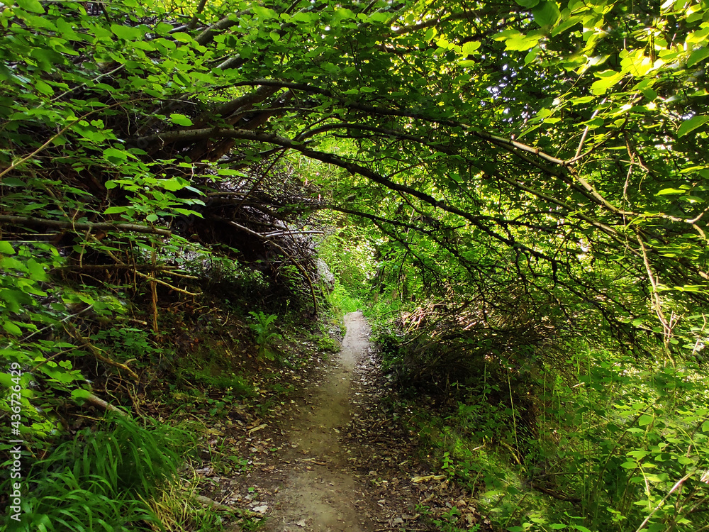 Obraz premium Pasadizo Verde