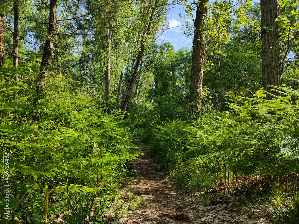 Fototapeta premium Senda del Pescador