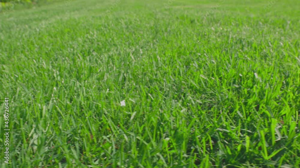 Beautiful view of front yard of private garden. Green grass lawn. Beautiful backgrounds. Sweden. Beautiful view of front yard of private garden. Green grass lawn. Beautiful backgrounds. Sweden.