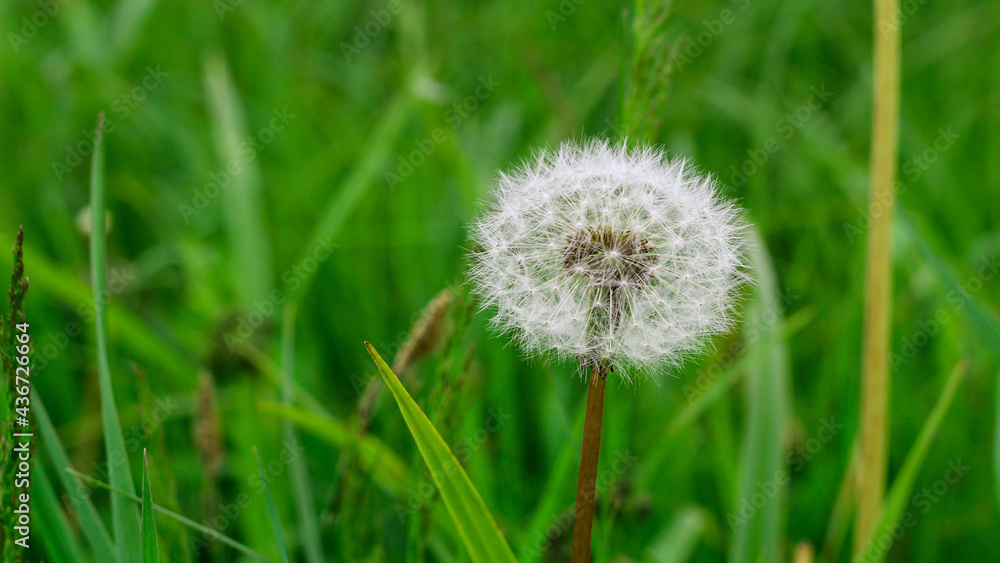 A fluffy dandelion in the grass on a green background. nature