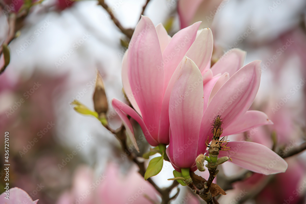 Fototapeta premium Pink and white magnolia buds on a tree in the spring