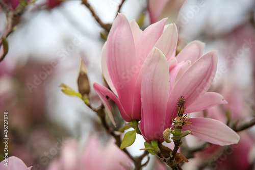 Pink and white magnolia buds on a tree in the spring