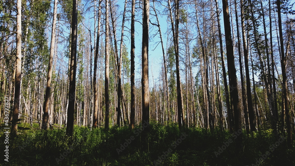 Fototapeta premium Tree trunks in the light of the setting sun