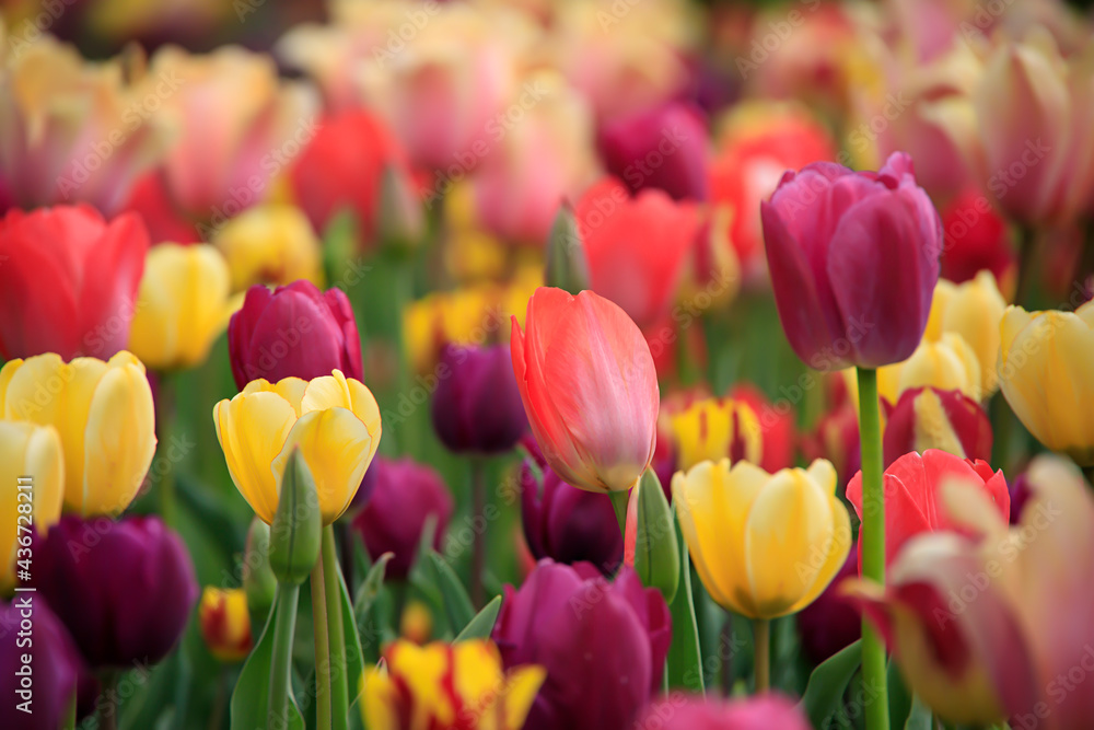 Colorful tulips in a flower patch in a garden in the spring Colorful tulips in a flower patch in a garden in the spring