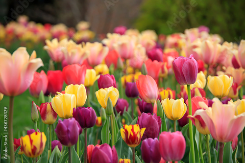 Colorful tulips in a flower patch in a garden in the spring