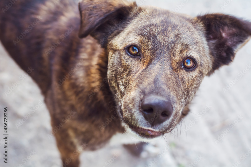 Big Brown Homeless Dog Looking at the Camera Big Brown Homeless Dog Looking at the Camera