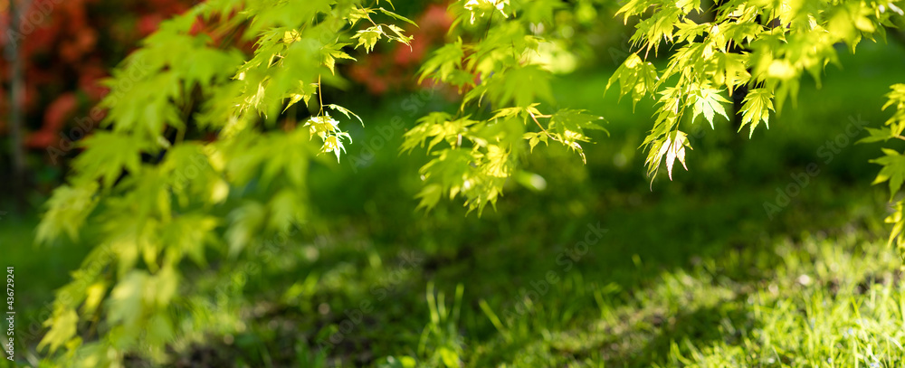 green grass background in panorama green grass background in panorama