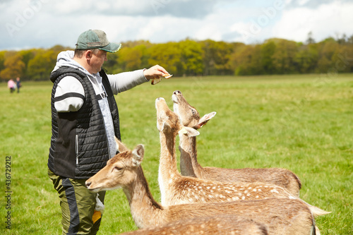 Photography Male caucazian traveler feeding a group of deer on the grass