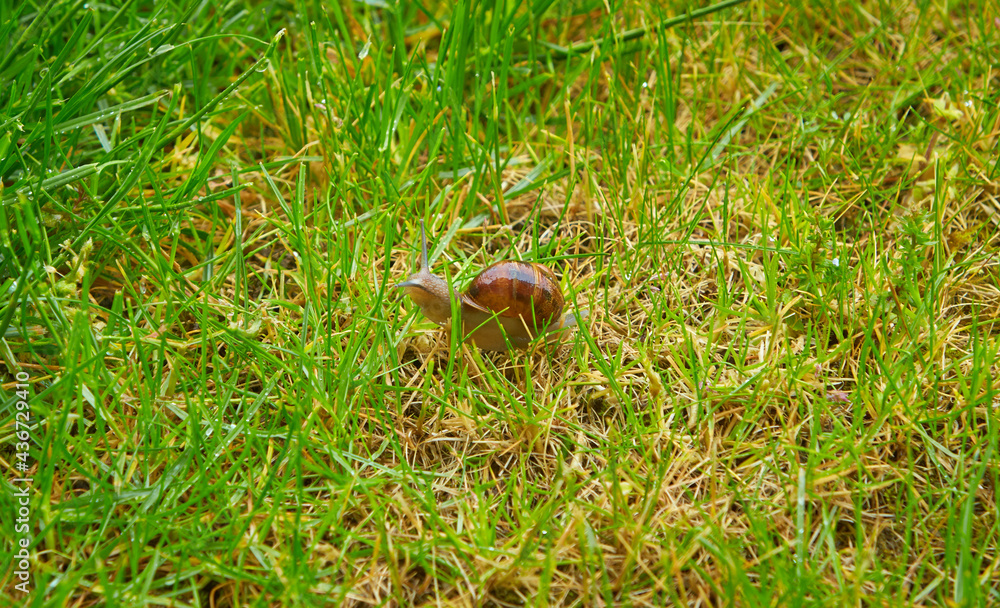 Snail on green grass walking on a sunny morning Snail on green grass walking on a sunny morning