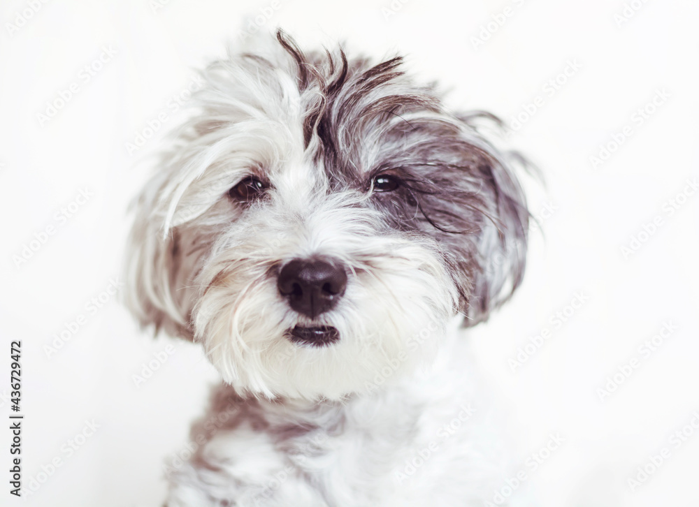 Sweet White Havanese Dog with Black Year . Portrait of Dog Looking at the Camera on a White Background Sweet White Havanese Dog with Black Year . Portrait of Dog Looking at the Camera on a White Background
