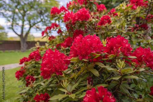 Old bush of blooming rhododendron in the garden