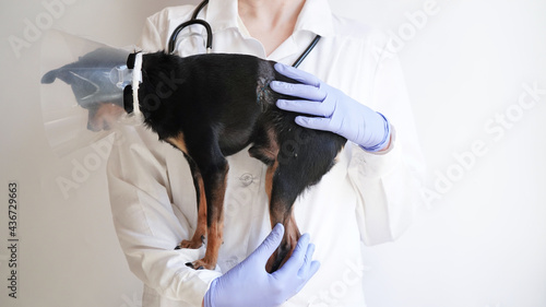 Veterinarian in white medical coat and blue gloves holds small black toy terrier dog in medical collar for animals on white background,copy space.Banner for veterinary clinic. Medical collar animals