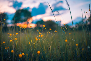 Wandcirkels Olijfgroen Gele bloemenweide bij gouden zonsondergang  © icemanphotos