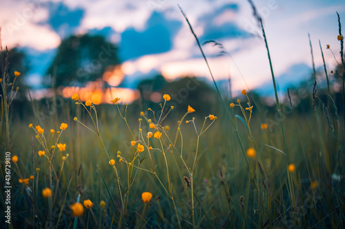 Abstract sunset field landscape of yellow flowers and grass meadow on warm golden hour sunset or sunrise time. Tranquil spring summer nature closeup and blurred forest background. Idyllic nature