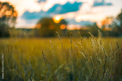 Fototapeta Naklejka Na Ścianę i Meble -  Abstract sunset field landscape of grass meadow on warm golden hour sunset or sunrise time. Tranquil spring summer nature closeup and blurred forest background. Idyllic nature scenery