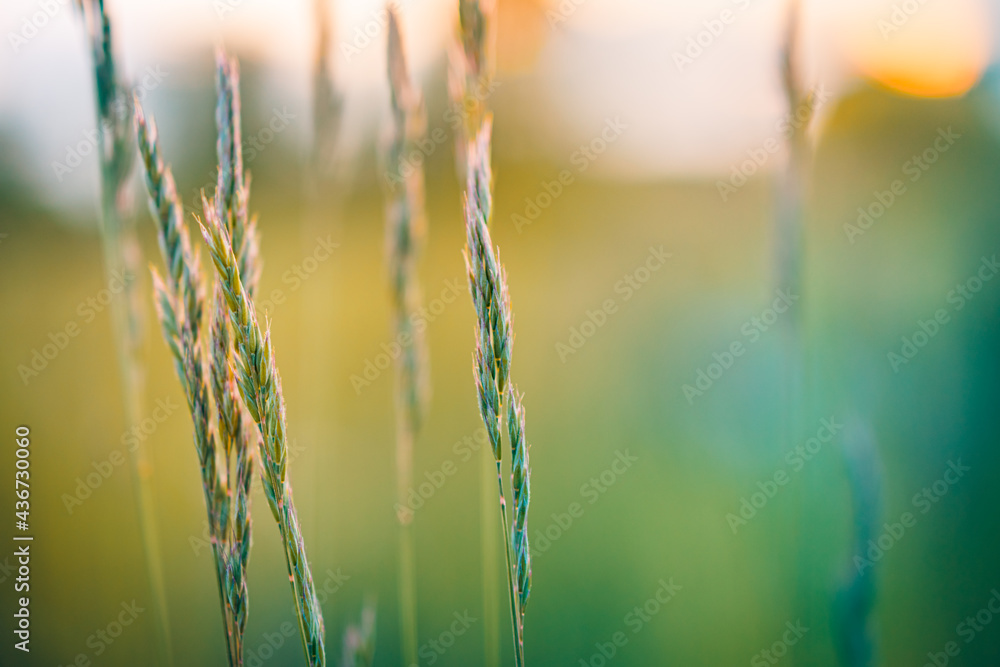 Obraz premium Abstract sunset field landscape of grass meadow on warm golden hour sunset or sunrise time. Tranquil spring summer nature closeup and blurred forest background. Idyllic nature scenery