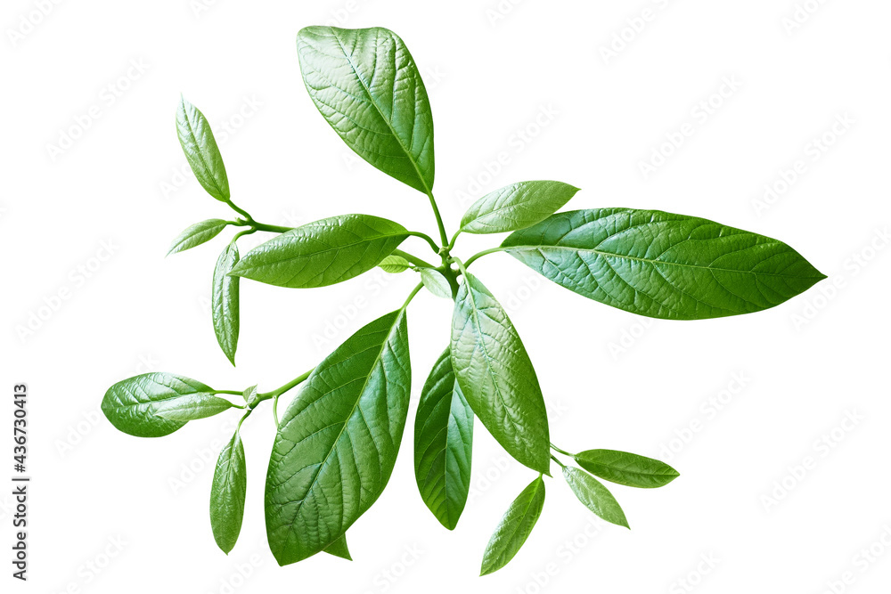 Green leaves branch isolated on white. Avocado leaves Green leaves branch isolated on white. Avocado leaves