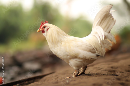  gallo pequeño blanco, cresta roja, gallito, ave pequeña de campo