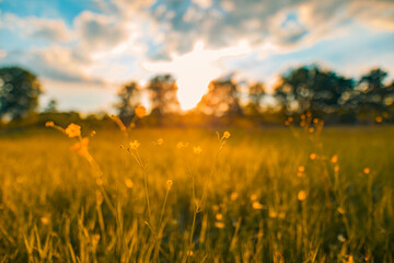 Abstract sunset field landscape of yellow flowers and grass meadow on warm golden hour sunset or sunrise time. Tranquil spring summer nature closeup and blurred forest background. Idyllic nature
