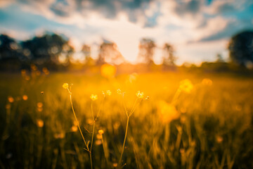 Abstract sunset field landscape of yellow flowers and grass meadow on warm golden hour sunset or sunrise time. Tranquil spring summer nature closeup and blurred forest background. Idyllic nature