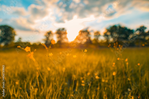 Abstract sunset field landscape of yellow flowers and grass meadow on warm golden hour sunset or sunrise time. Tranquil spring summer nature closeup and blurred forest background. Idyllic nature #436730863