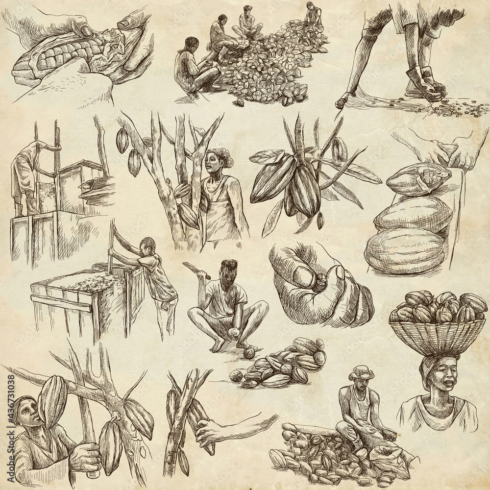 Obraz premium Cocoa harvesting and processing. Agriculture. An hand drawn illustrations on old paper.