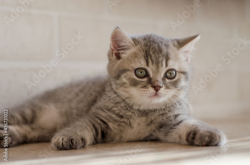 Portrait of a small gray tabby British kitten on a light background. Close-up, blurry background, high key.