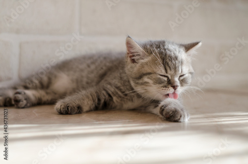 A cute gray British kitten lies on a light background and licks its paw with its tongue. Close-up, blurry background, high key.