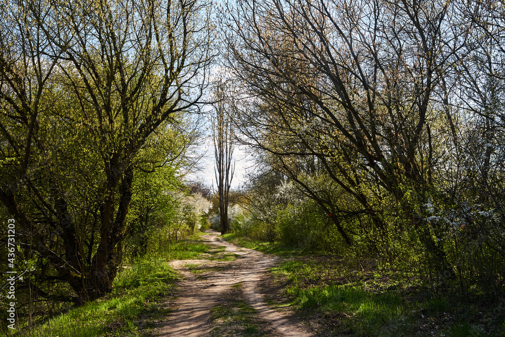 A dirt road in the forest and blooming bushes in Poland A dirt road in the forest and blooming bushes in Poland