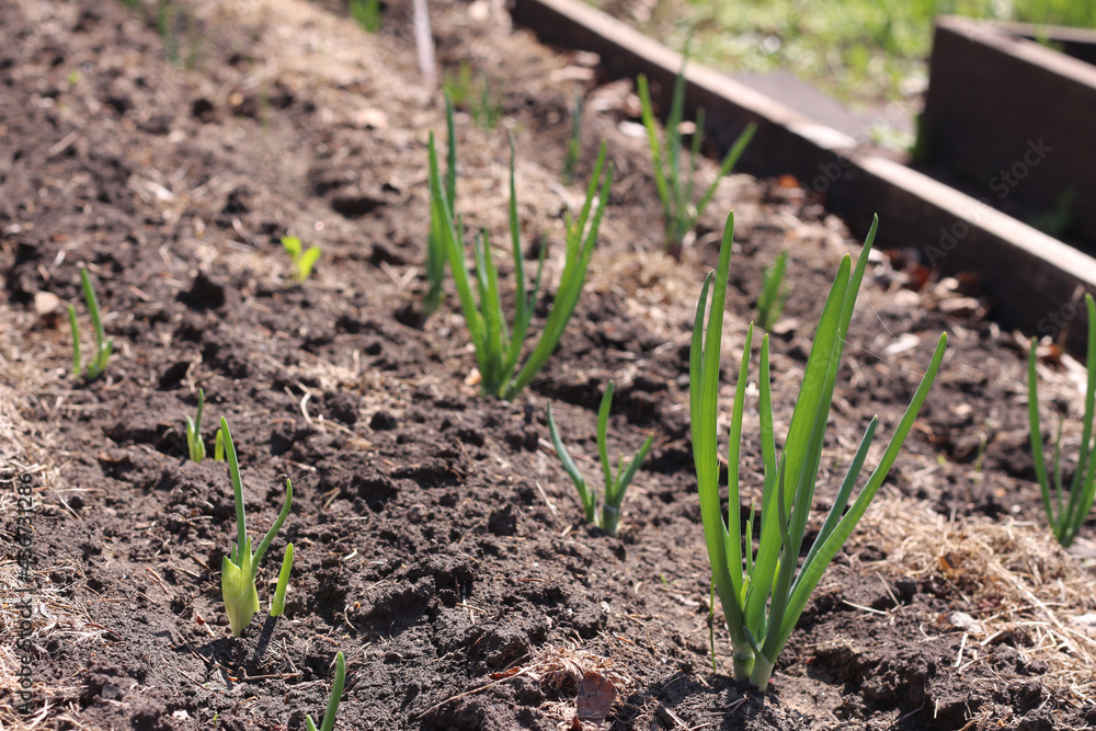 Young onions in the garden. Onions germinate in early spring Young onions in the garden. Onions germinate in early spring
