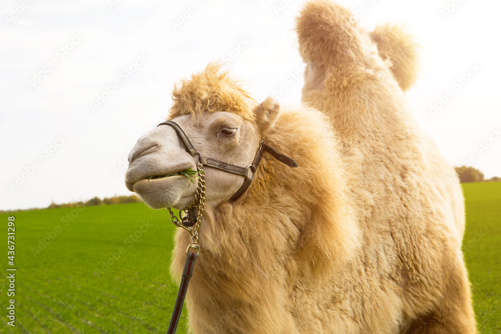 Obraz premium A red camel on a farm stands on the green grass in a harness and chews thorns. Animal riding, zoo, breeding, entertainment for tourists and children.