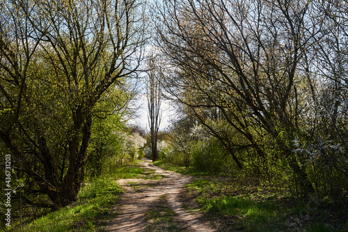 A dirt road in the forest and blooming bushes in Poland