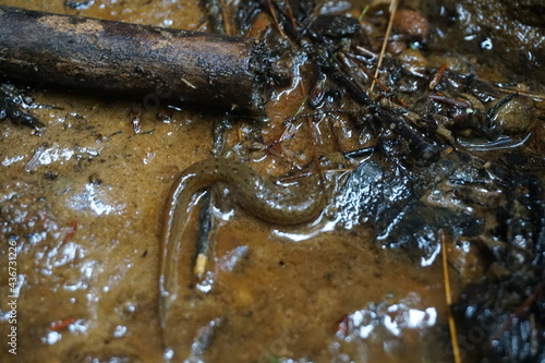 salamander among twigs