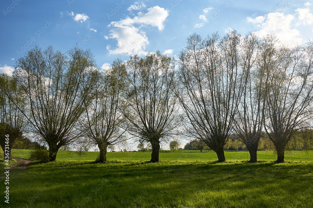 Willows growing along a road on a sunny spring day Willows growing along a road on a sunny spring day