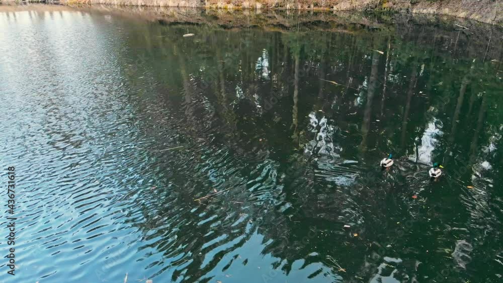 Two wild ducks with a beautiful multi-colored color swim in a forest lake, conifers are displayed in the water. Close-up. Drone video. Two wild ducks with a beautiful multi-colored color swim in a forest lake, conifers are displayed in the water. Close-up. Drone video.